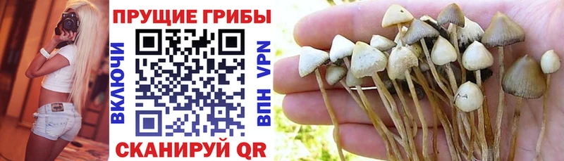 Галлюциногенные грибы GOLDEN TEACHER Приморско-Ахтарск